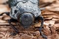 capnodis tenebrionis